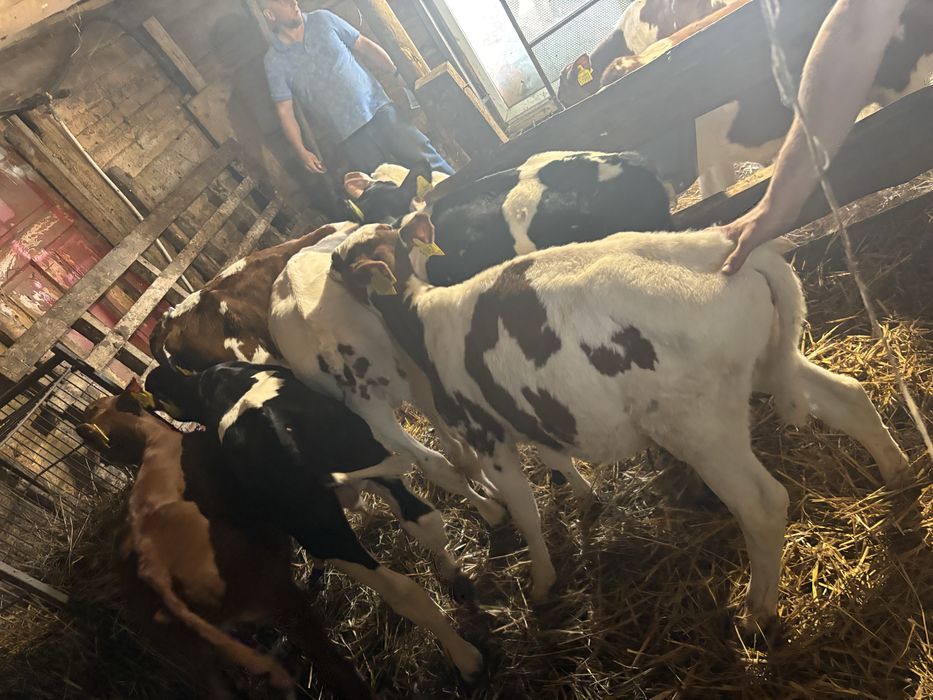 Byczki 10 sztuk Krzyzowki