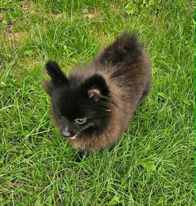 Szpic miniaturowy suczka