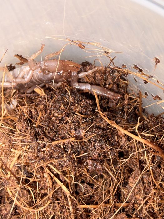Javanometrus cyaneus – młode z własnego rozrodu