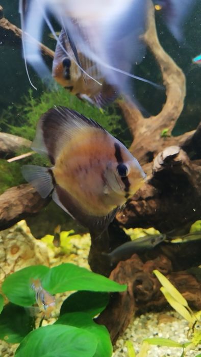 Paletka cobalt ok 7 cm