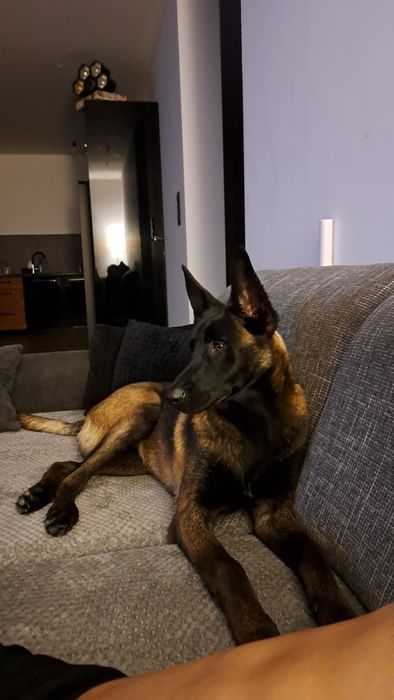Owczarek Belgijski Malinois