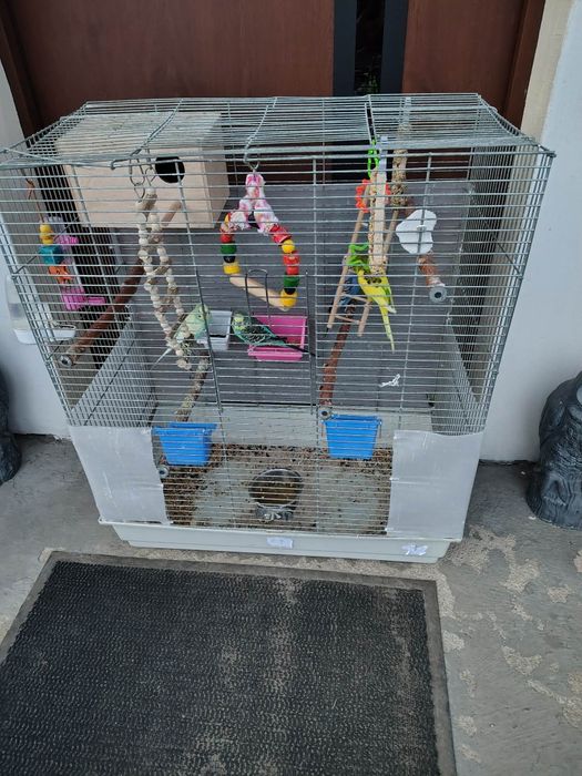 Papuzki faliste 2 pary plus duze  klatki