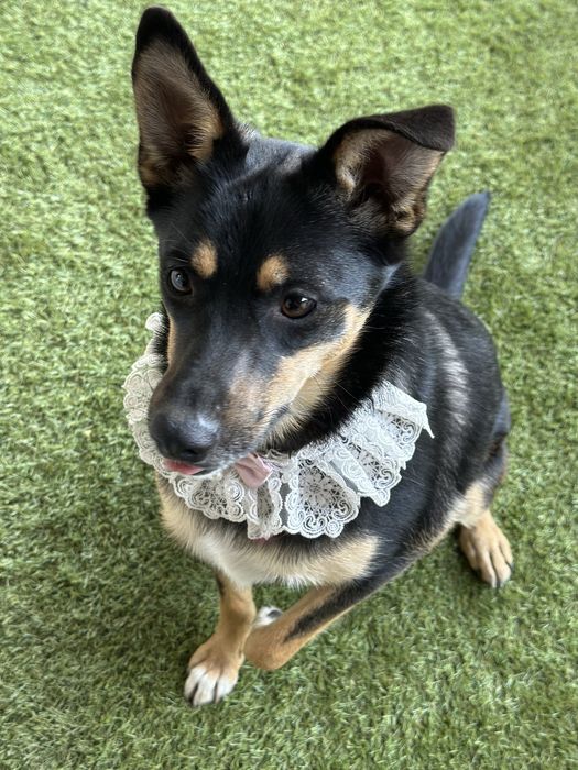 Собачка дівчинка стерилізована