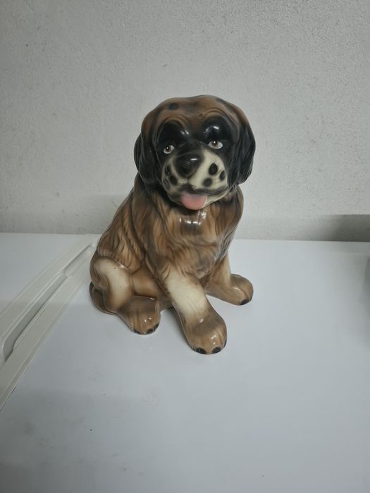 Cão para exposição a um preço acessível