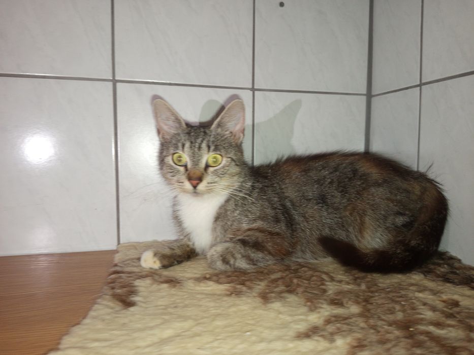 Piękna, łagodna i gotowa do adopcji