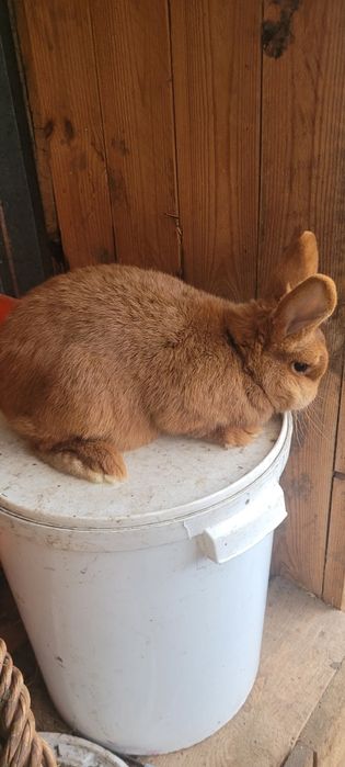 Nowozelandzkie czerwone