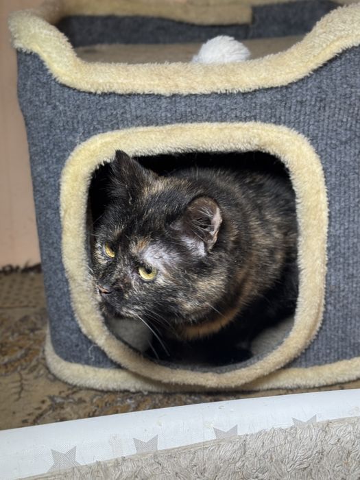 Кошечки черепашки в дар