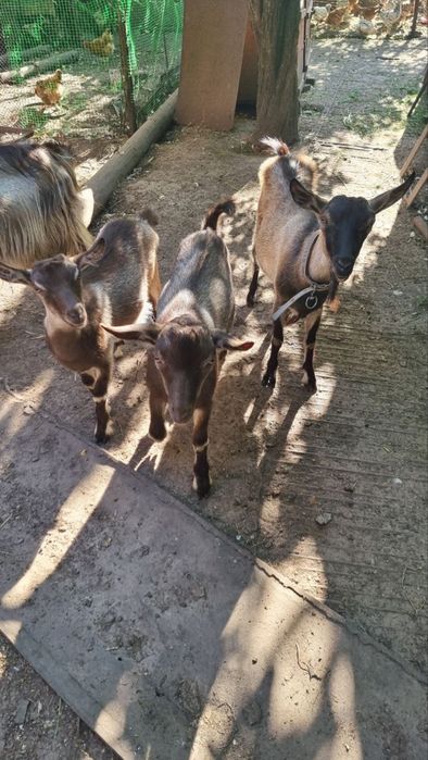 Козлята, козочки