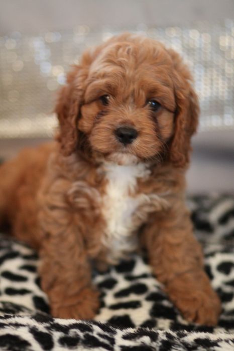 *** Cavapoo śliczny***