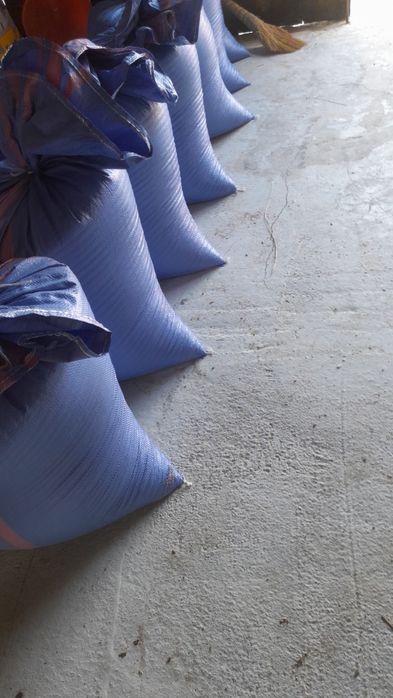 Owies  gotowy do siewu pszenżyto