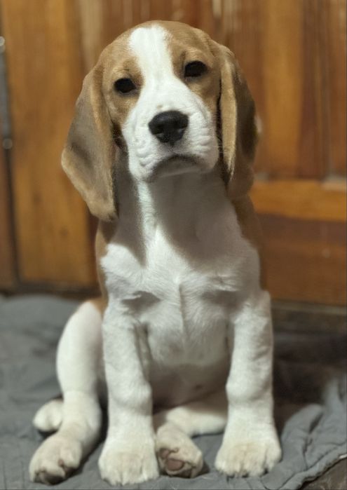 Ідеальна дівчинка бігль