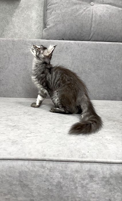 Харизматична дівчинка мейнкун чорний мармур на сріблі