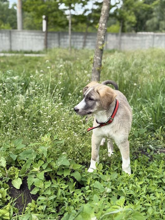 Цуценя хлопчик безкоштовно