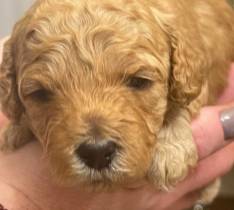 Той пудель  Toy Poodle