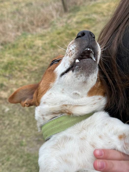Джек Рассел терєр
