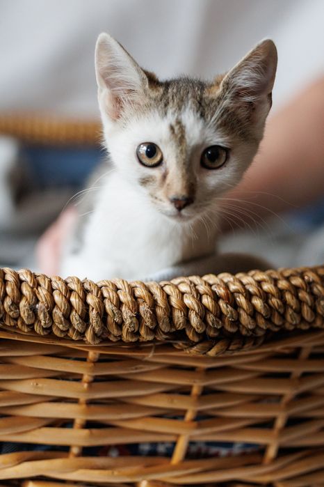 Pysia - koteczka do adopcji