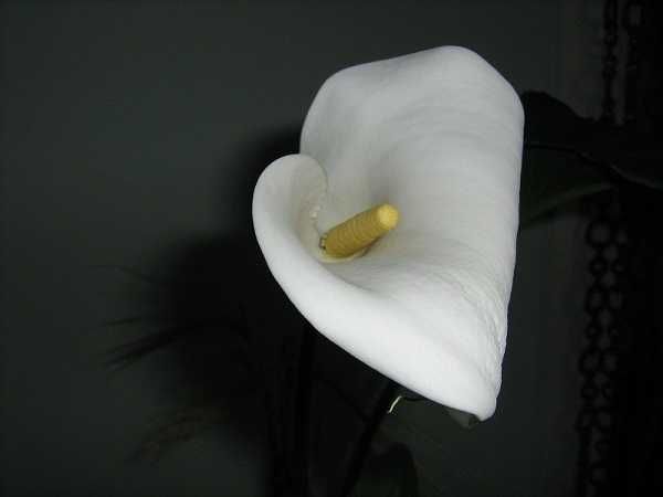 Калла ефіопська біла