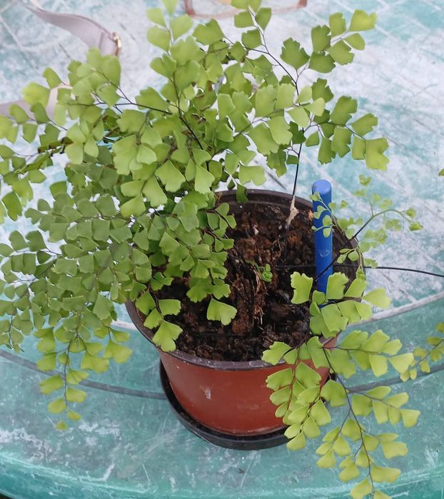 Квітка кімнатна Адіантум