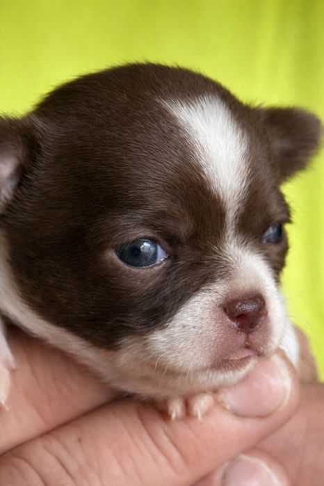 Chihuahua krótkowłosy – wyjątkowy chłopczyk biało-czekoladowy