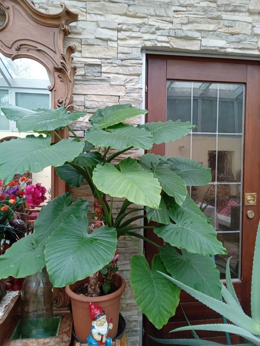 Алоказія, слонове вухо