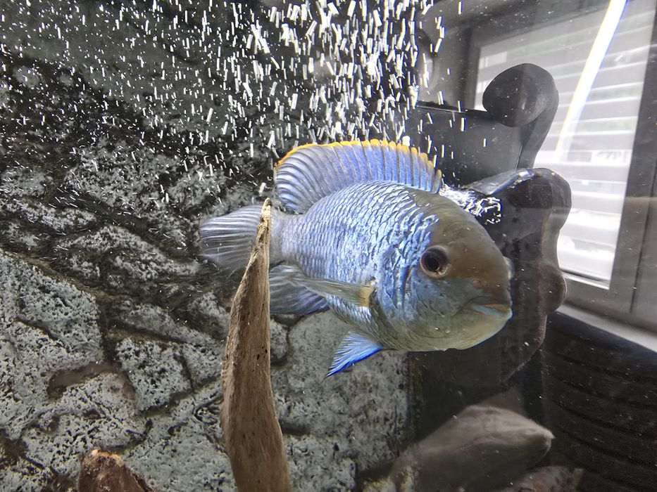 Akara electric blue