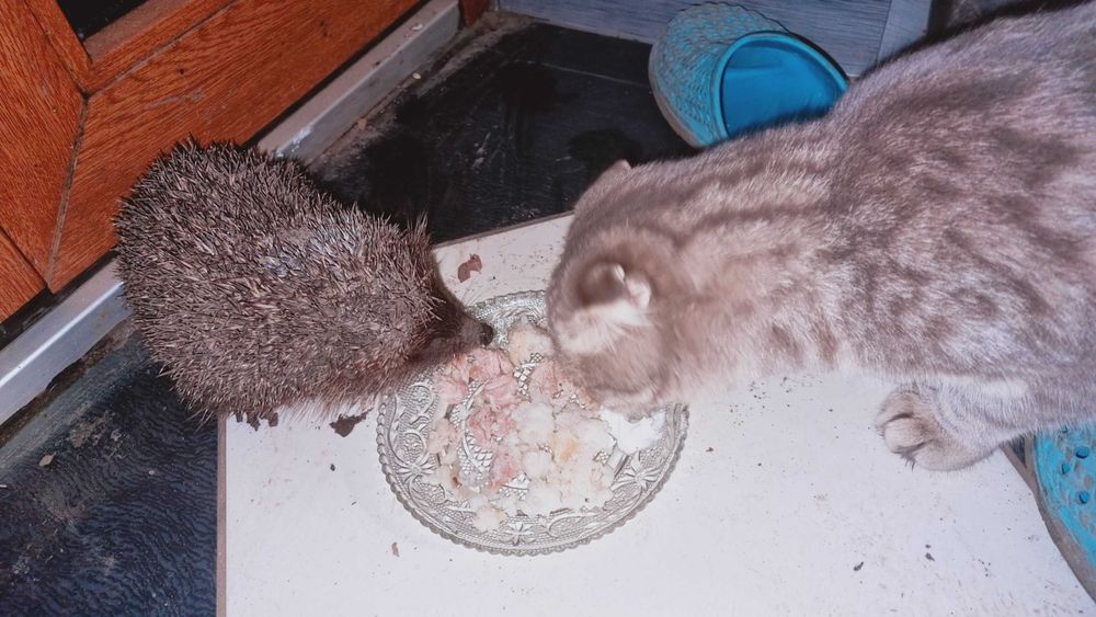 Шотландський висловухий шиншиловий котик