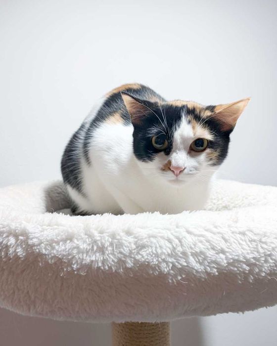 Setúbal / Margem Sul / Lisboa — LEOA, gatinha para adoção (especial)