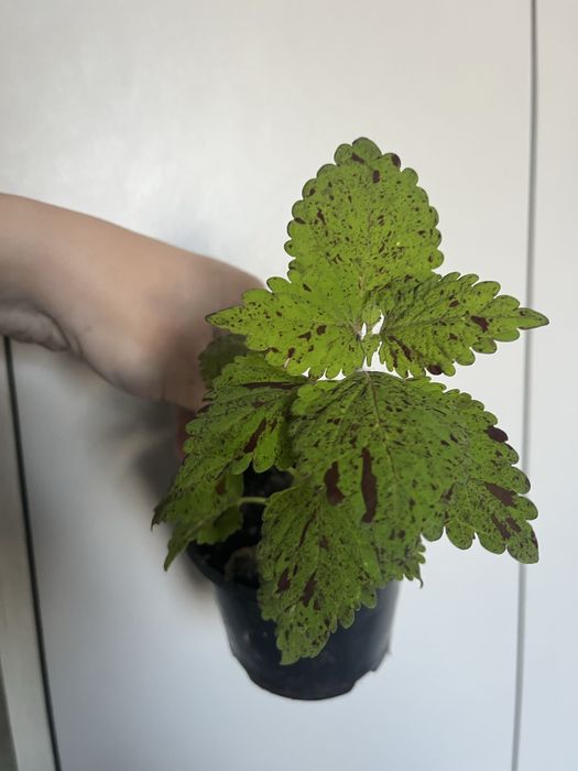 Колеуси. Гарно вкоріненні