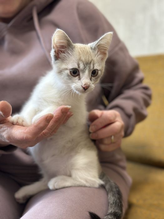 Кошеня шукає сімʼю