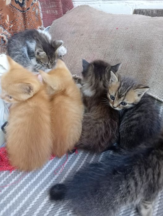 Кошенята, віддам в хороші рукі