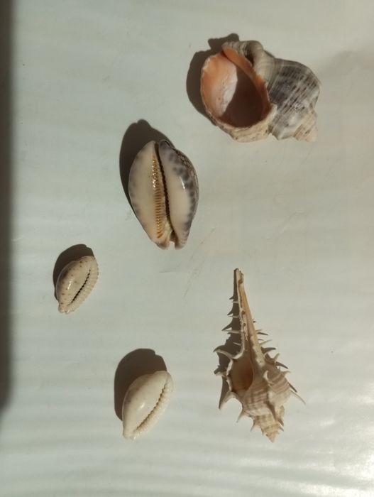 Морські ракушки.