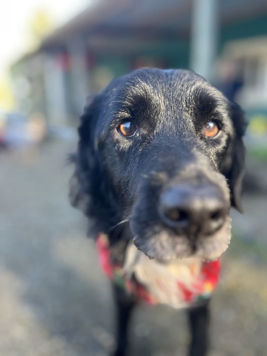 Panda- Porte médio/pelo semi-longo