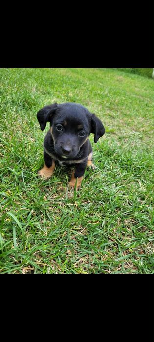 Oddam pieski w dobre ręce!