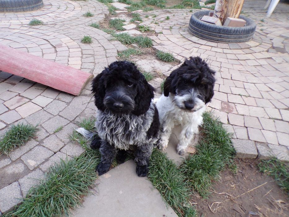 Cockapoo F1 ,nieduży,piękny, unikalny  piesek Blue Roan, tata FCI, badania