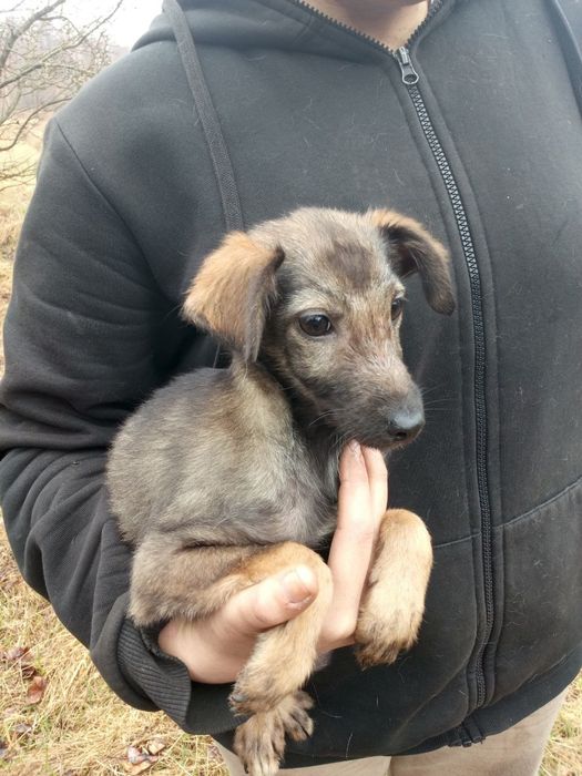 Цуценята в добрі руки