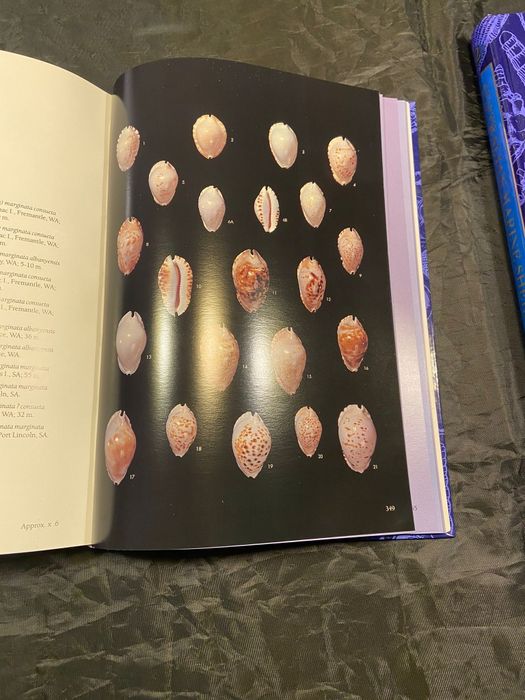 2 livros de coleção conchas