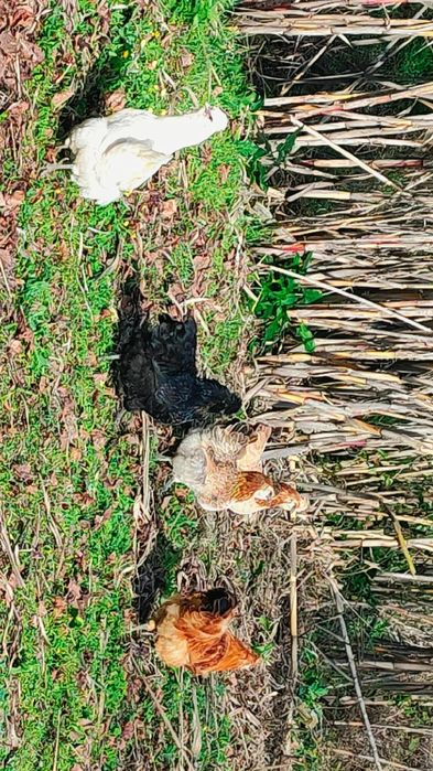 Coquitas Traçadas Sedosas Do Japão