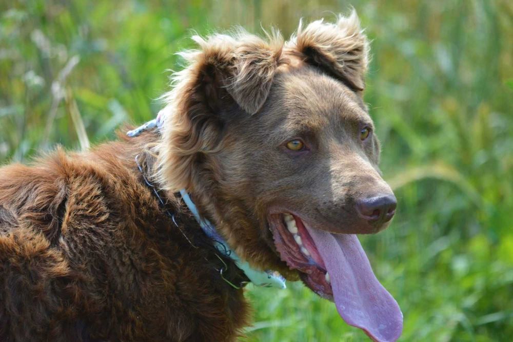 Piękny Lord rozgląda się za aktywnym domem!