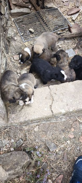 Cães para adoção