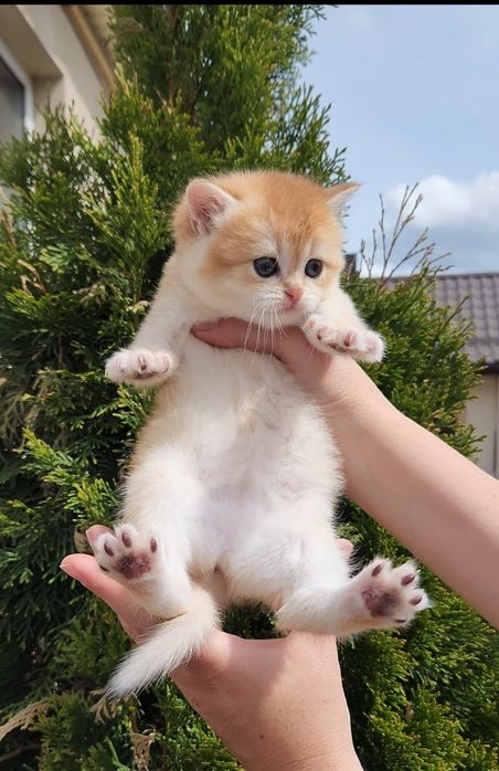 Шотландське кошеня золота шиншила