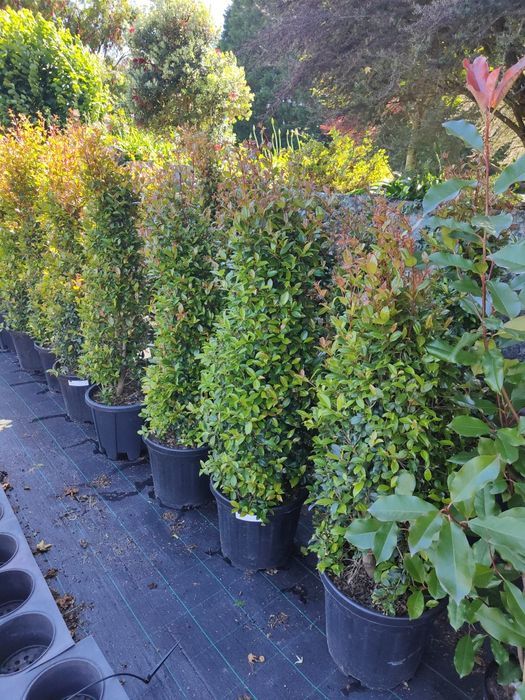 Eugenia Newport 50CM-100CM-150CM-200CM-250CM-300CM-350CM-400CM