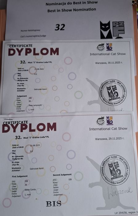 Kocurek Syberyjski WCF