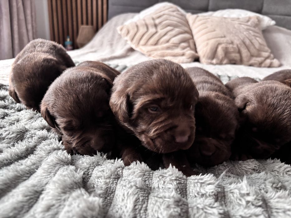 Labrador czekoladowy