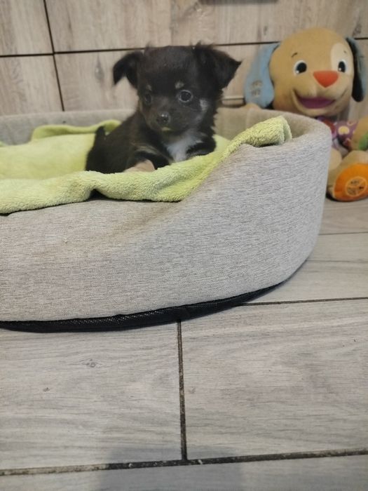 Śliczne -szczenię Chihuahua-zdjecia z bliska-nowa cena!