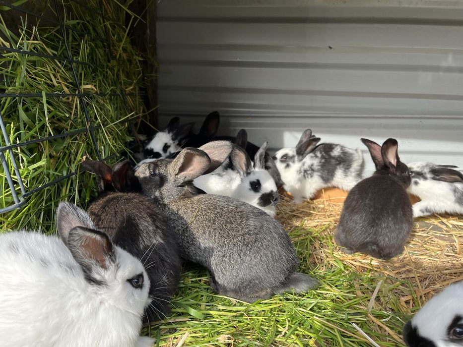 Króliki młode  i odchowane samce i samice