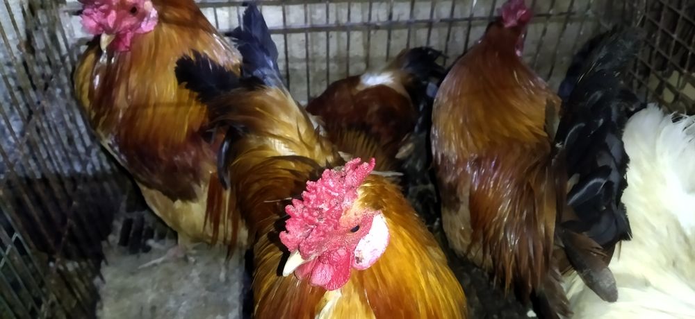 Vendo patos , patas em postura,  galos e galos coquitos cruzados com legorn e mil flores