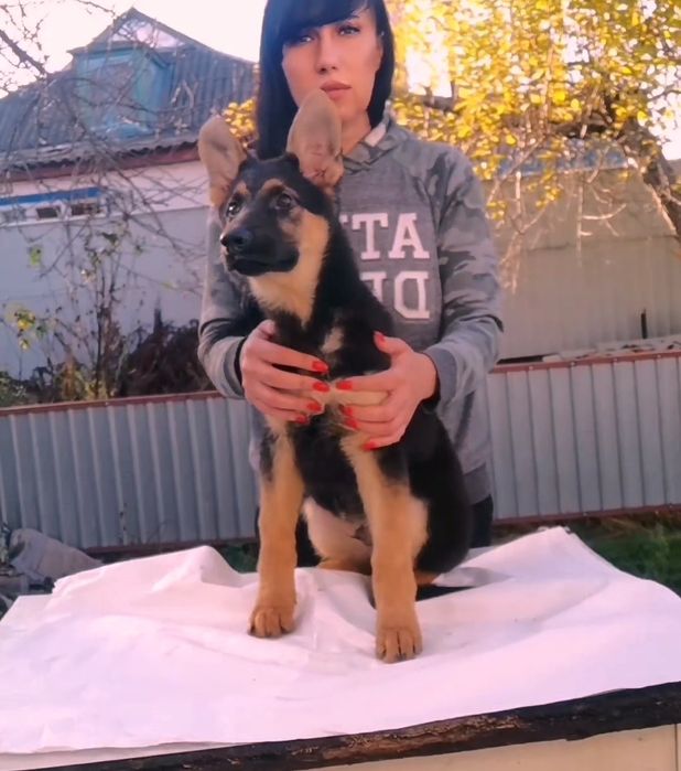 Щенки Немецкой овчарки 3 месяца.