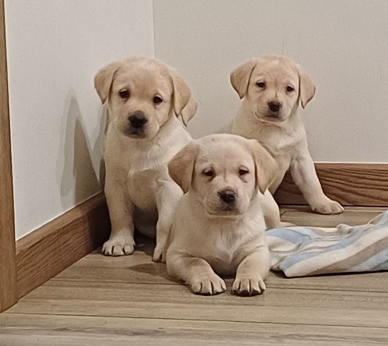 Piesek rasy Labrador