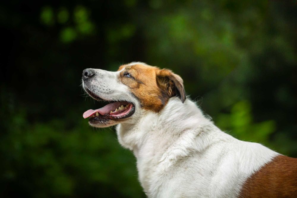 Taco to super psiak w typie bernardyna