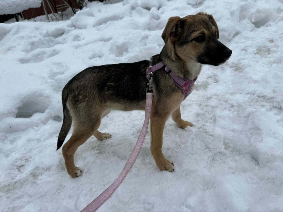 Pyza szczeniaczek pilnie prosi o dom